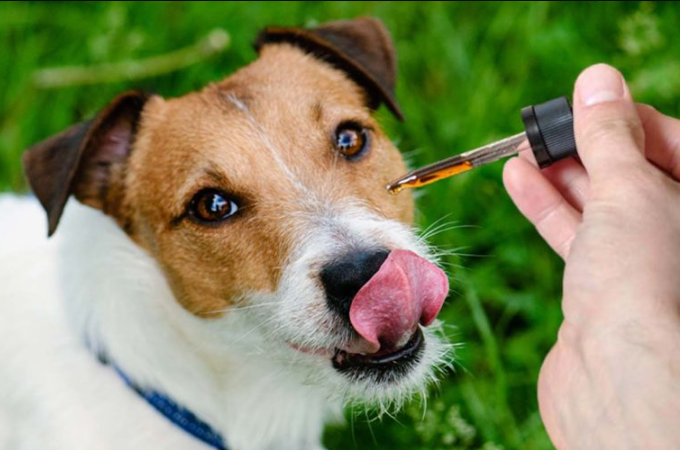 CBD Organic Oil And Chews for Hyperactive Dogs