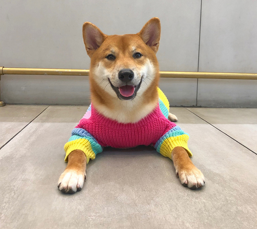 Rainbow Cozy™ Dog Sweater